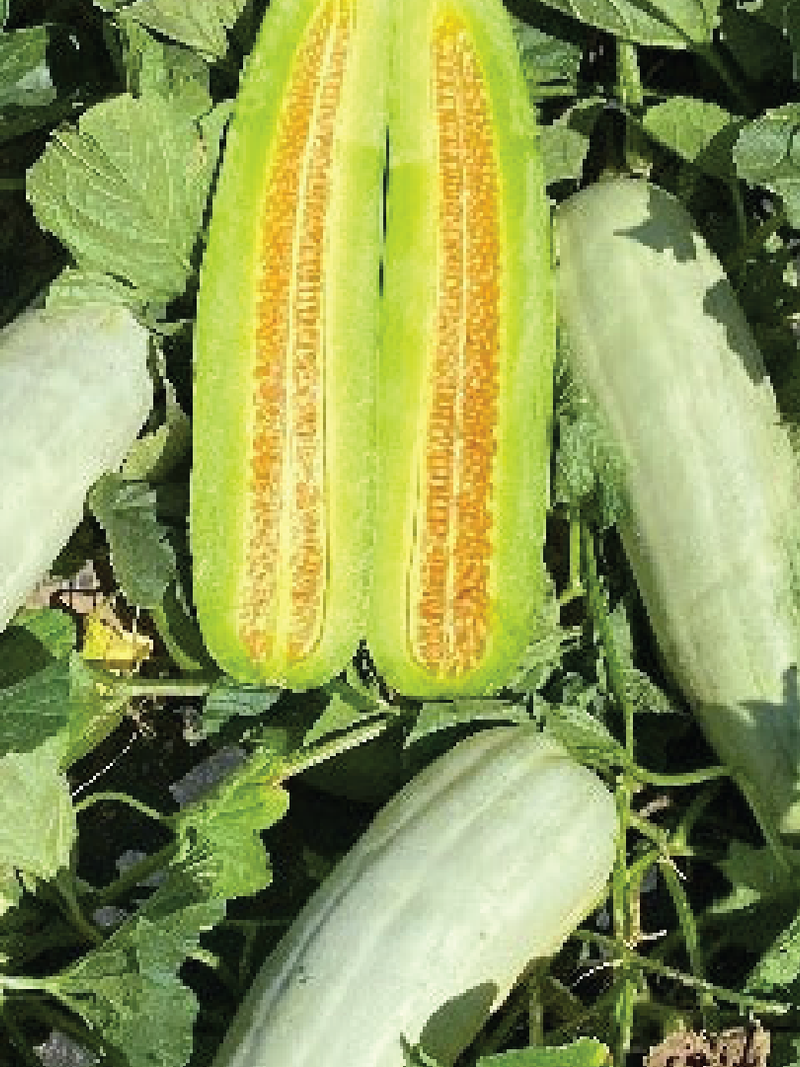 CROISSANT HONEY MELON SEEDS <br> بذور شمام الكرواسان العسلي