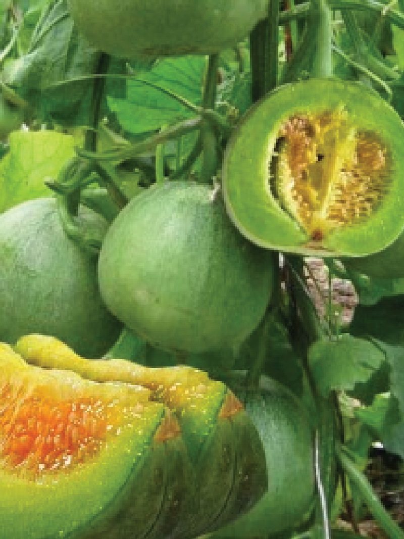 EMARALD MELON SEEDS <br> بذور البطيخ الزمردي