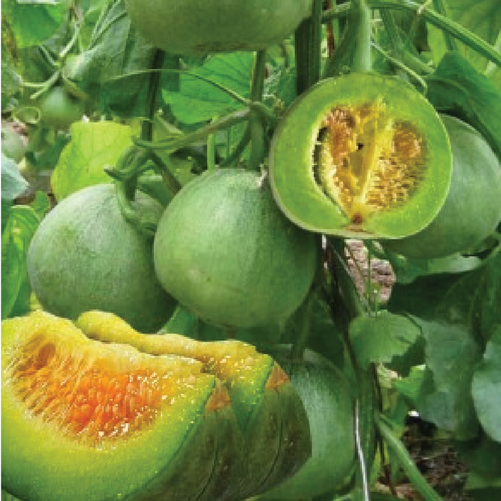 EMARALD MELON SEEDS