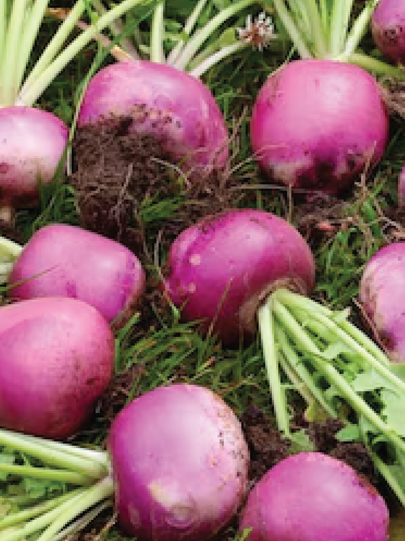 ORGANIC TURNIP SEEDLING <br>  شتلات اللفت العضوي