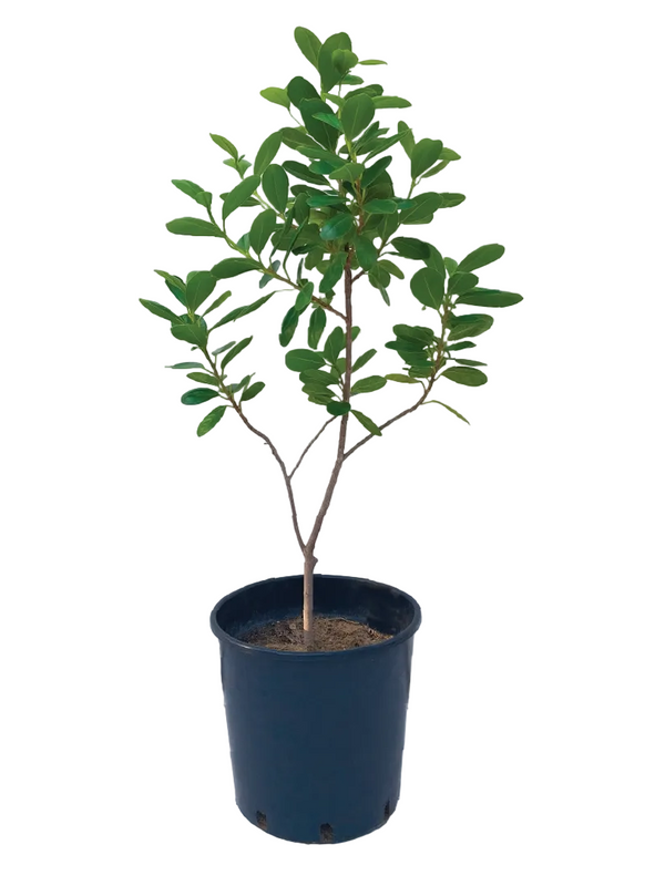 FICUS MICROCARPA PLANT - Plantology Lab Trading