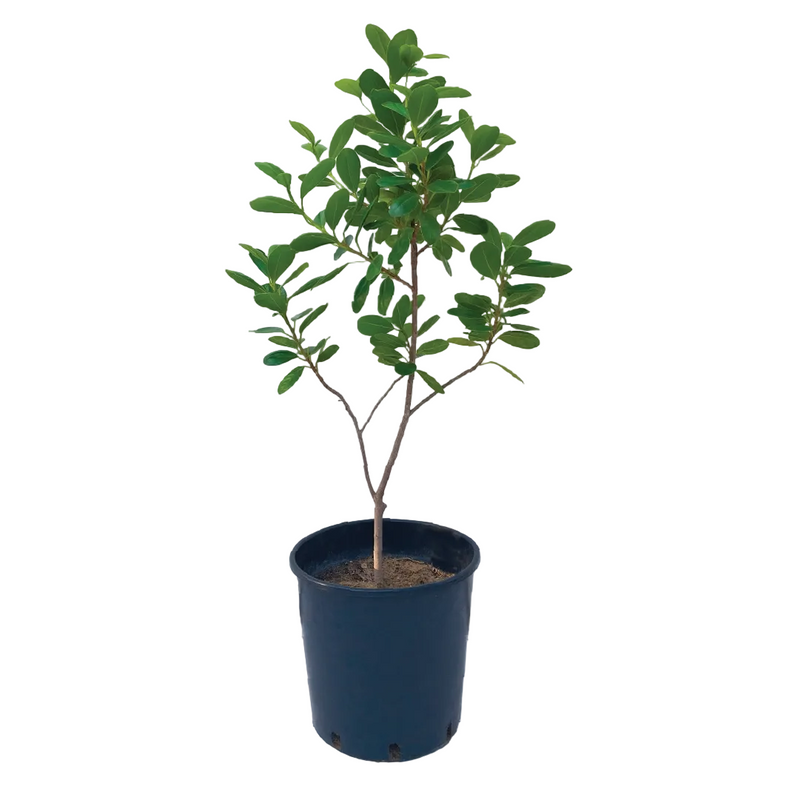 FICUS MICROCARPA PLANT - Plantology Lab Trading