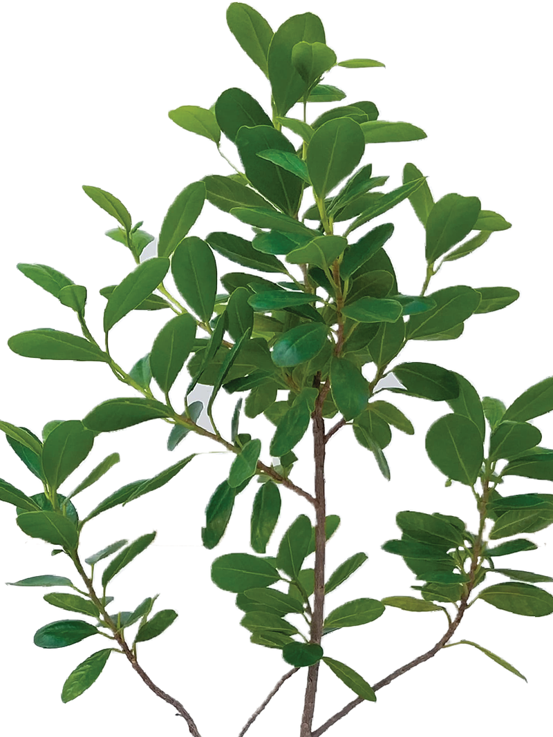 FICUS MICROCARPA PLANT - Plantology Lab Trading