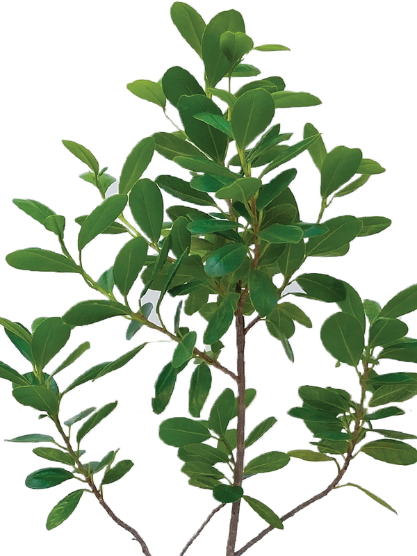 FICUS MICROCARPA PLANT - Plantology Lab Trading