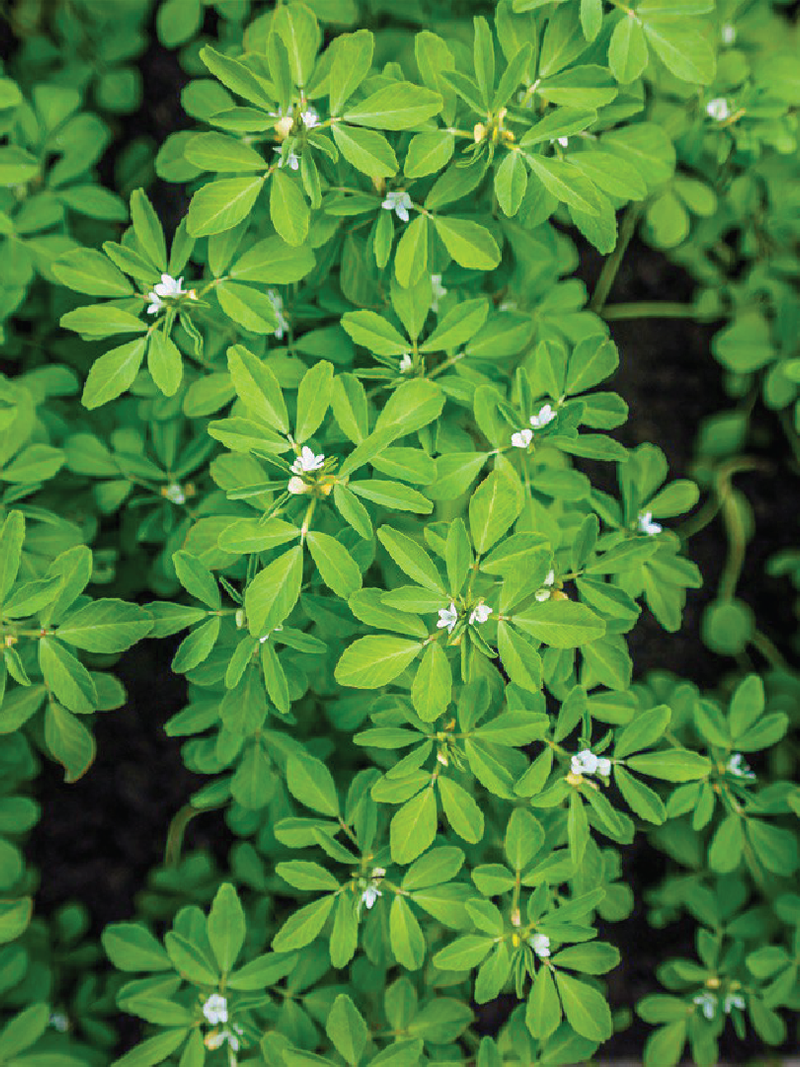 FENUGREEK SEEDS <br> بذور الحلبة