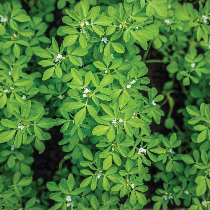 FENUGREEK SEEDS