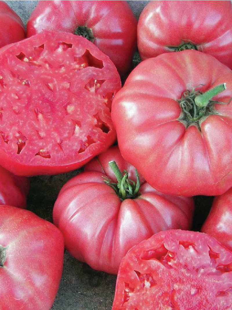 TOMATO BRANDYWINE PINK SEEDS <br>بذور طماطم براندي واين الوردي