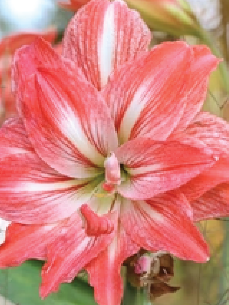 AMARYLLIS LADY JANE BULBS<br>أبصال أمارلس ليدي جين
