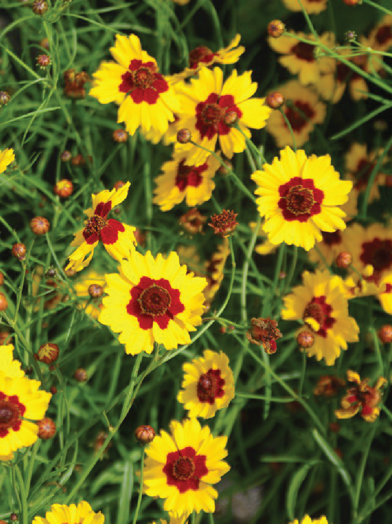 YELLOW COREOPSIS SEEDS <br>بذور زهور الكوريوبسس الصفراء