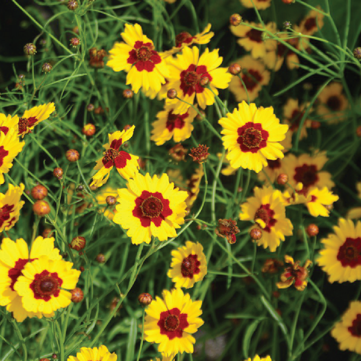 YELLOW COREOPSIS SEEDS <br>بذور زهور الكوريوبسس الصفراء