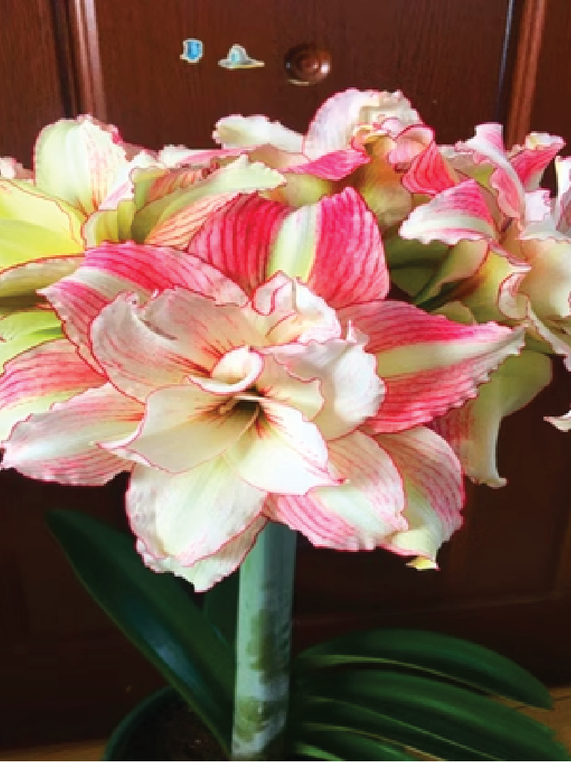 AMARYLLIS DOUBLE FLOWER BULBS <br>أبصال أمارلس ذات الزهرة المزدوجة