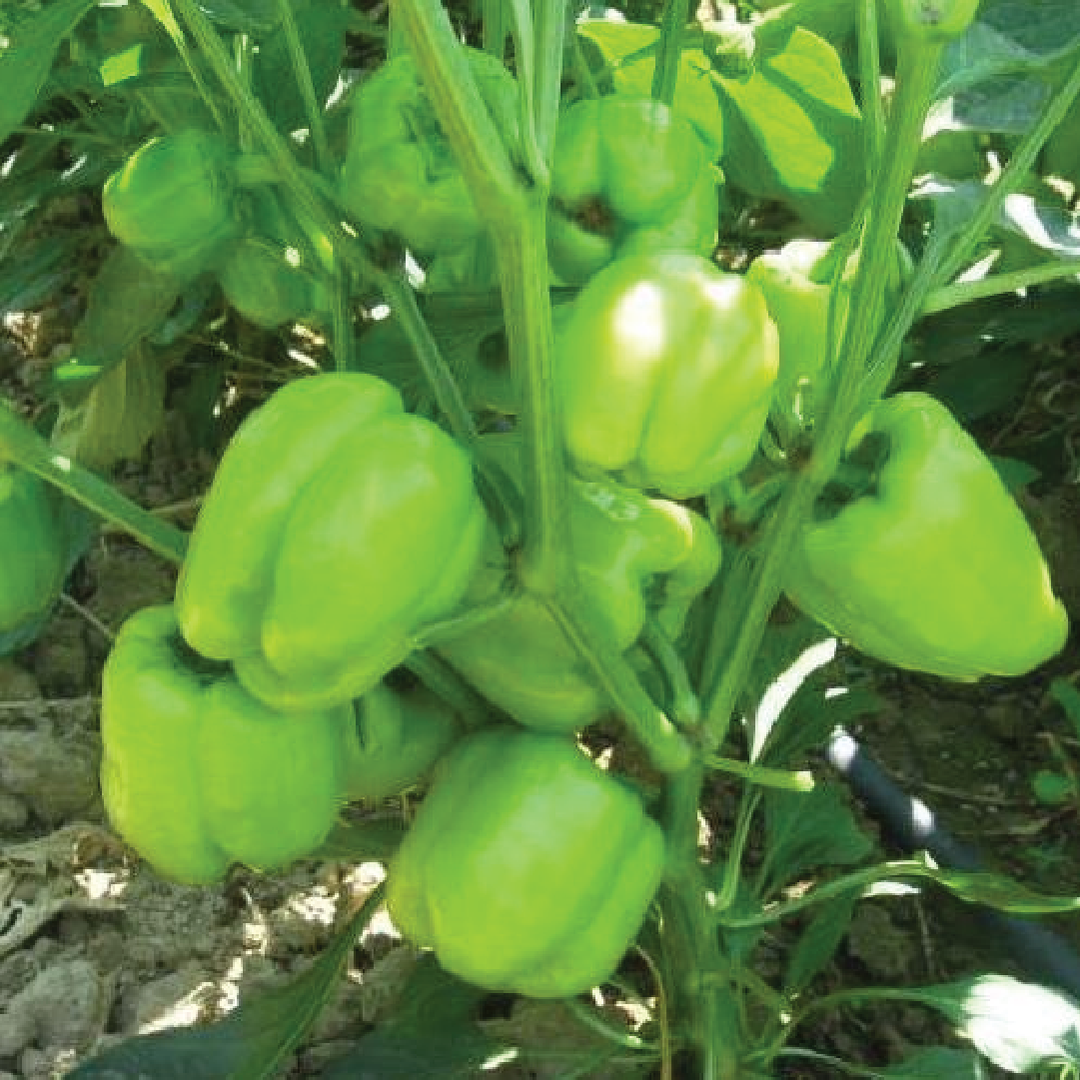 KANDIL DOLMA SEEDS <br> بذور قنديل دولما