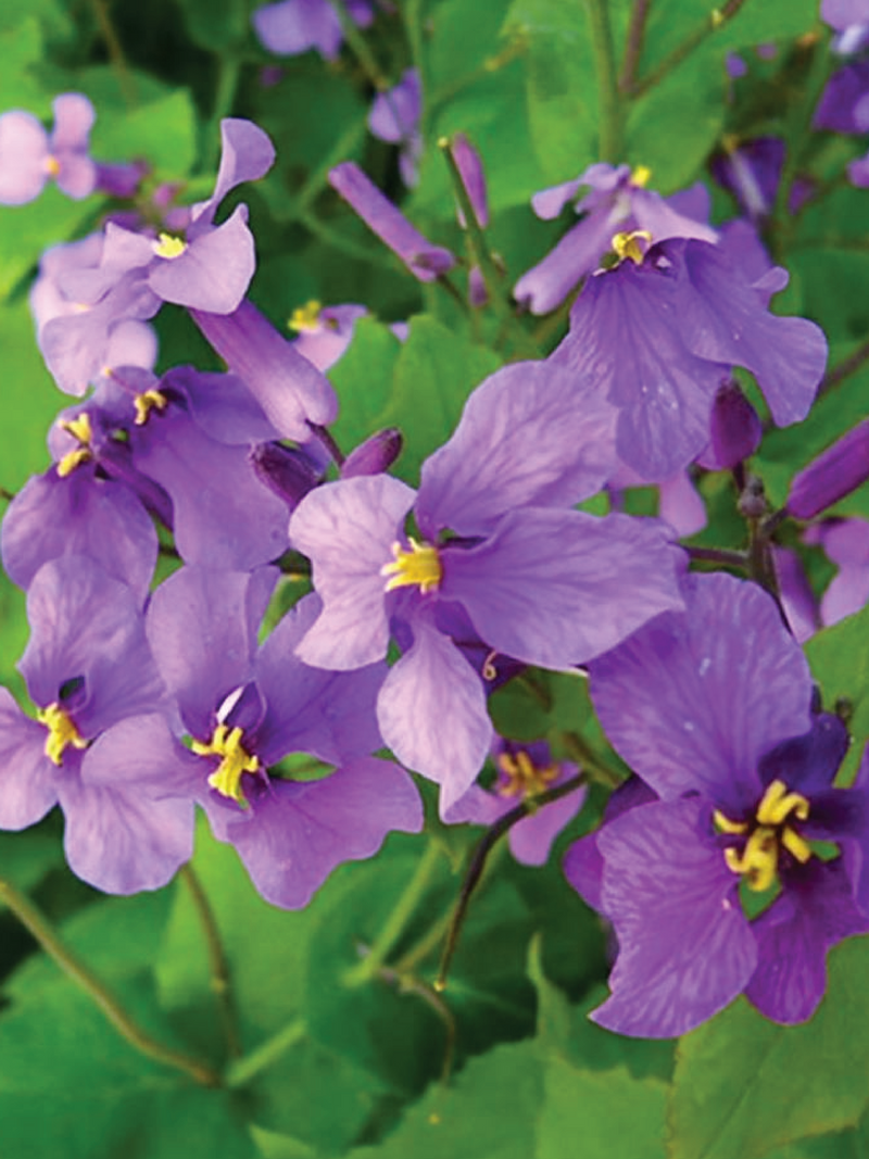 VIOLET FLOWER SEEDS <br> بذور زهور البنفسج