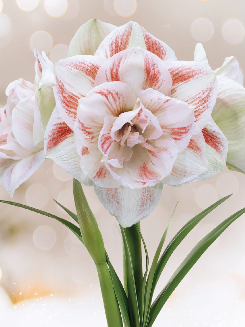DOUBLE AMARYLLIS BULBS <br>أبصال الأمارلس المزدوجة