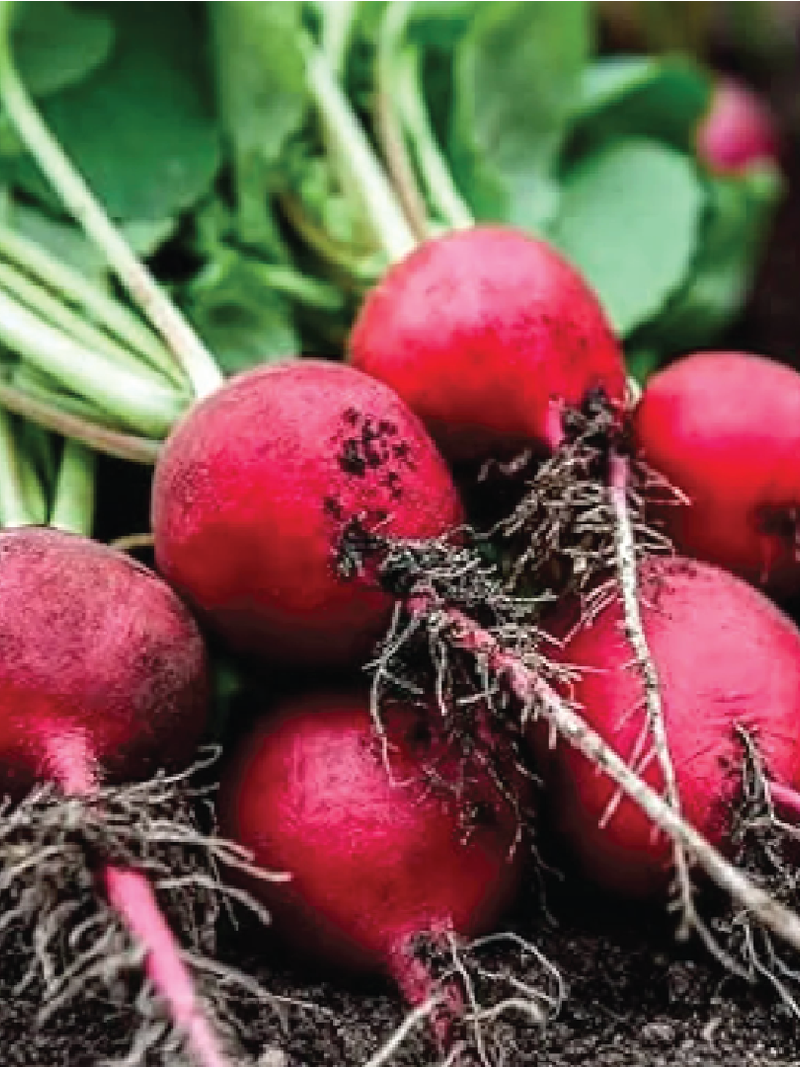 RED RADISH SEEDS <br> بذور الفجل الأحمر