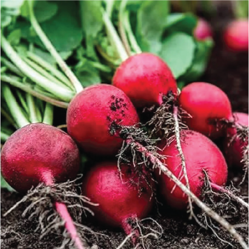 RED RADISH SEEDS <br> بذور الفجل الأحمر