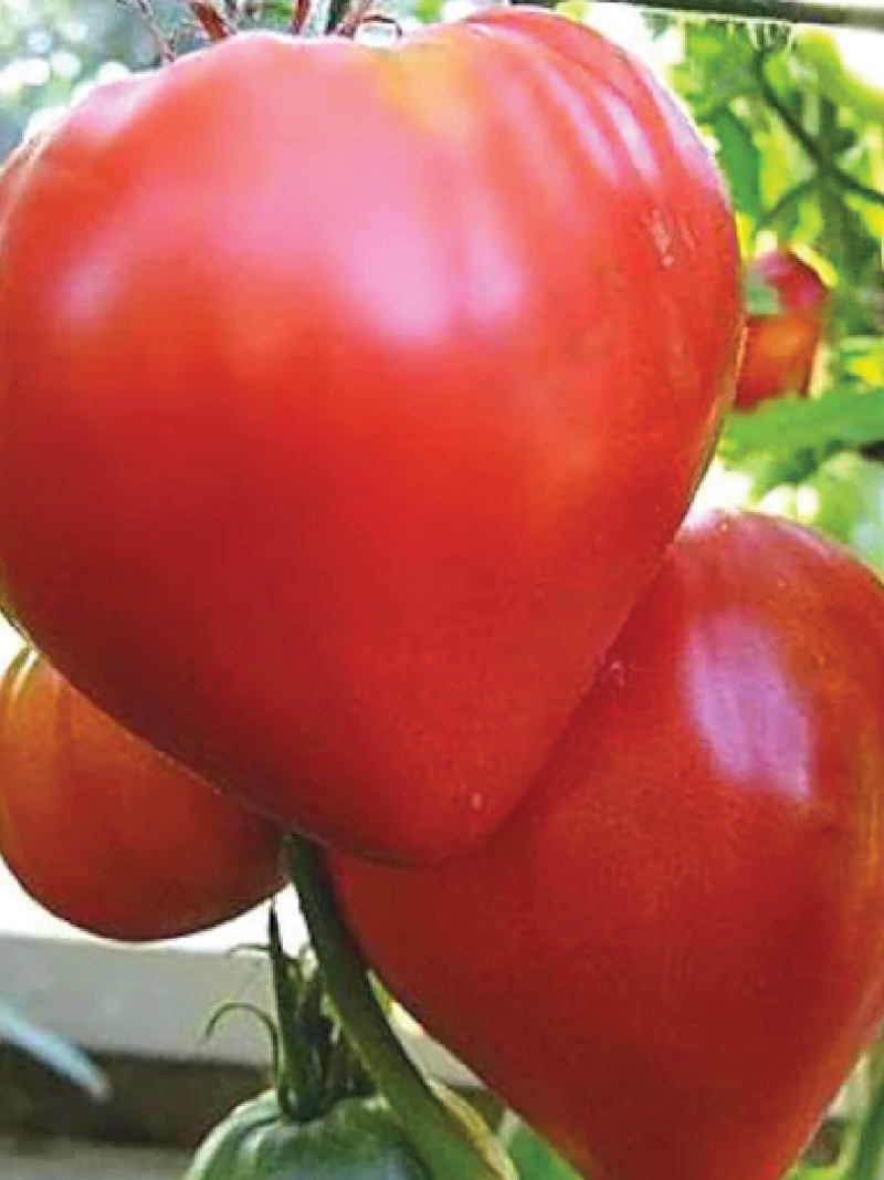 TOMATO MOMINI SALZI SEEDS <br> بذور طماطم موميني سالزي