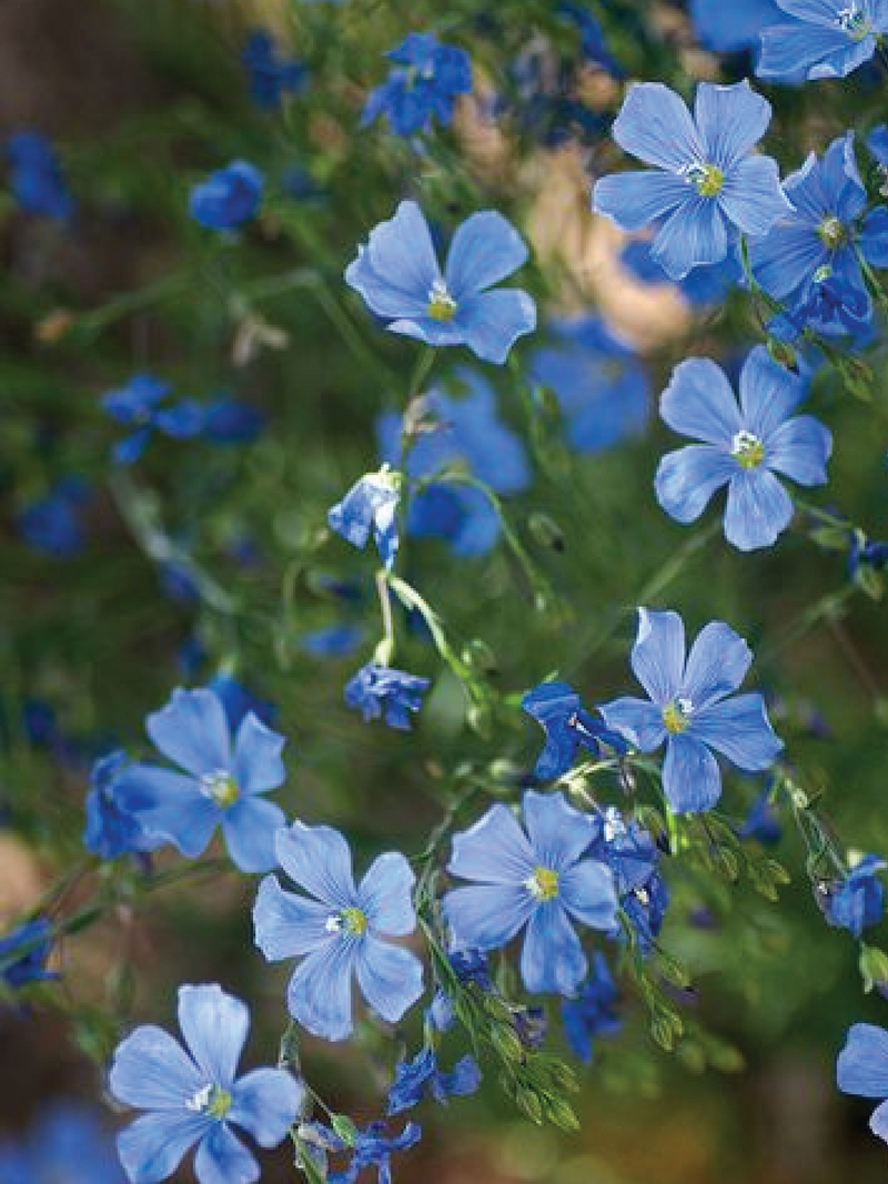 BLUE FLAX SEEDS <br> بذور زهور الكتان الأزرق