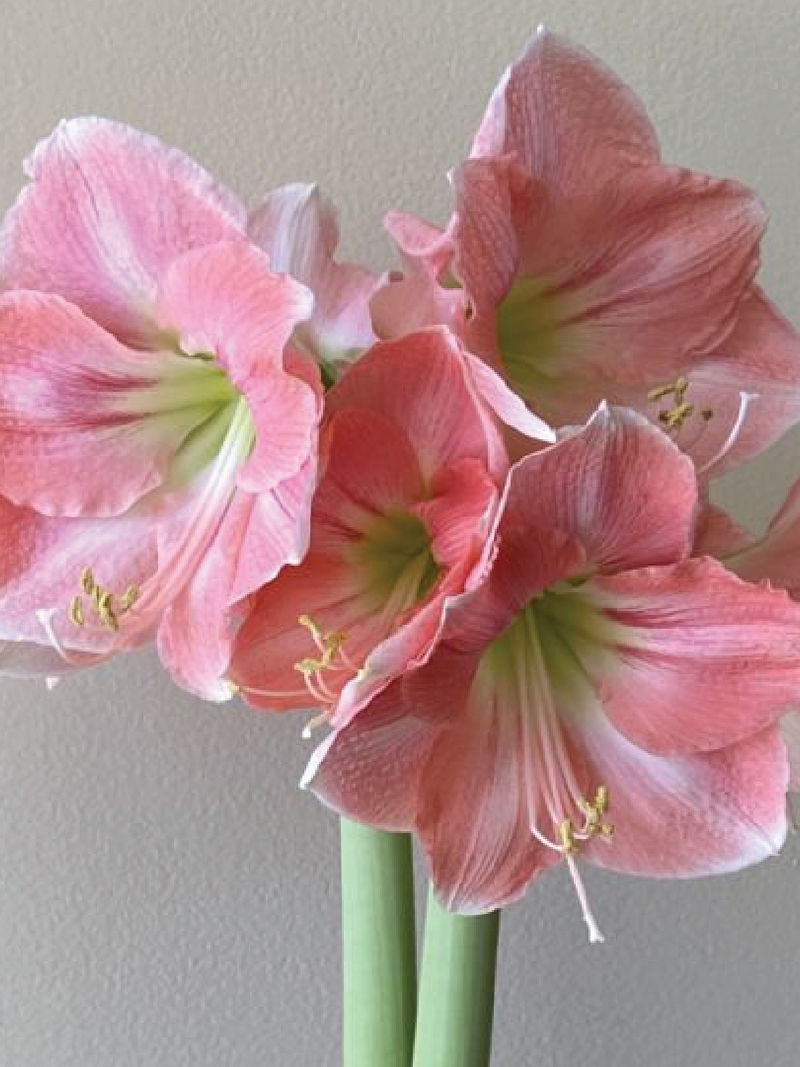 AMARYLLIS ROSALIE BULBS <br>أبصال الأمارلس روزالي