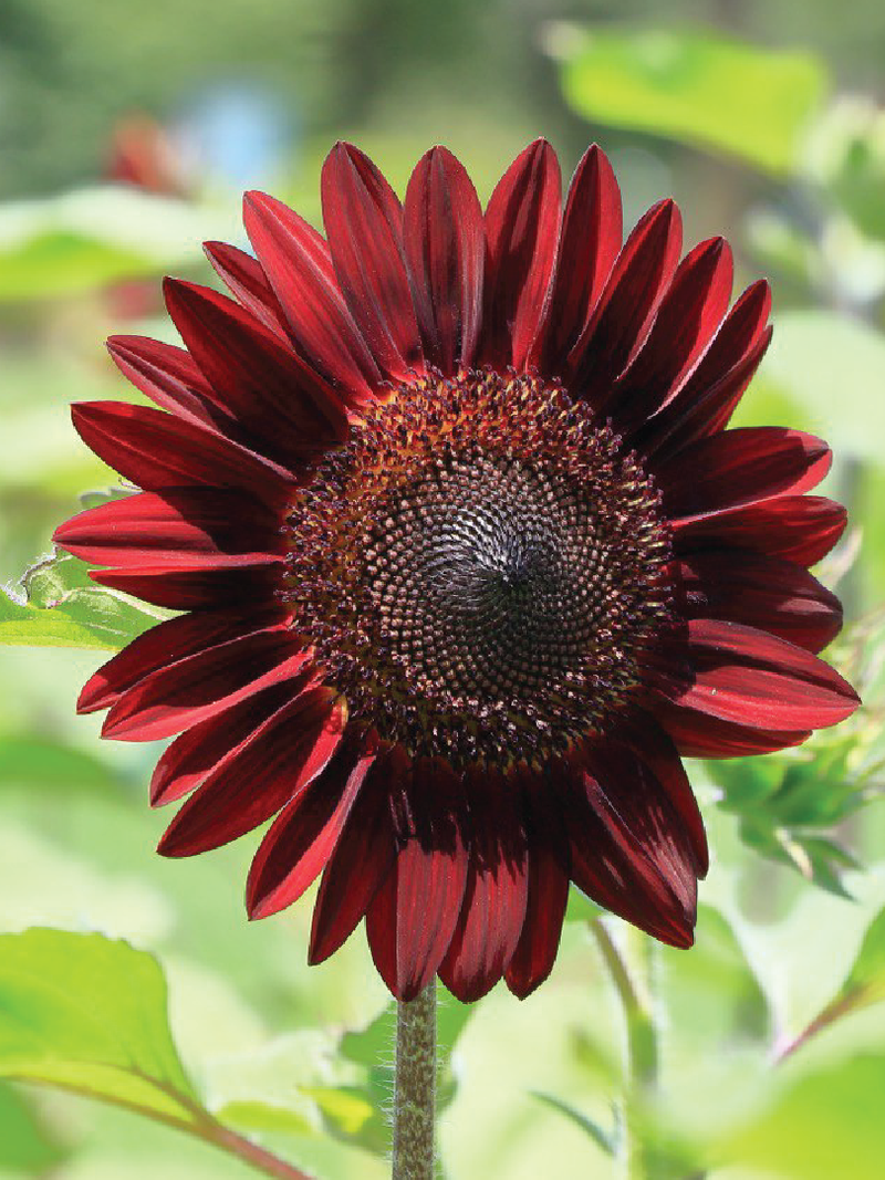 MAROON SUNFLOWER SEEDS <br> بذور دوار الشمس كستنائي