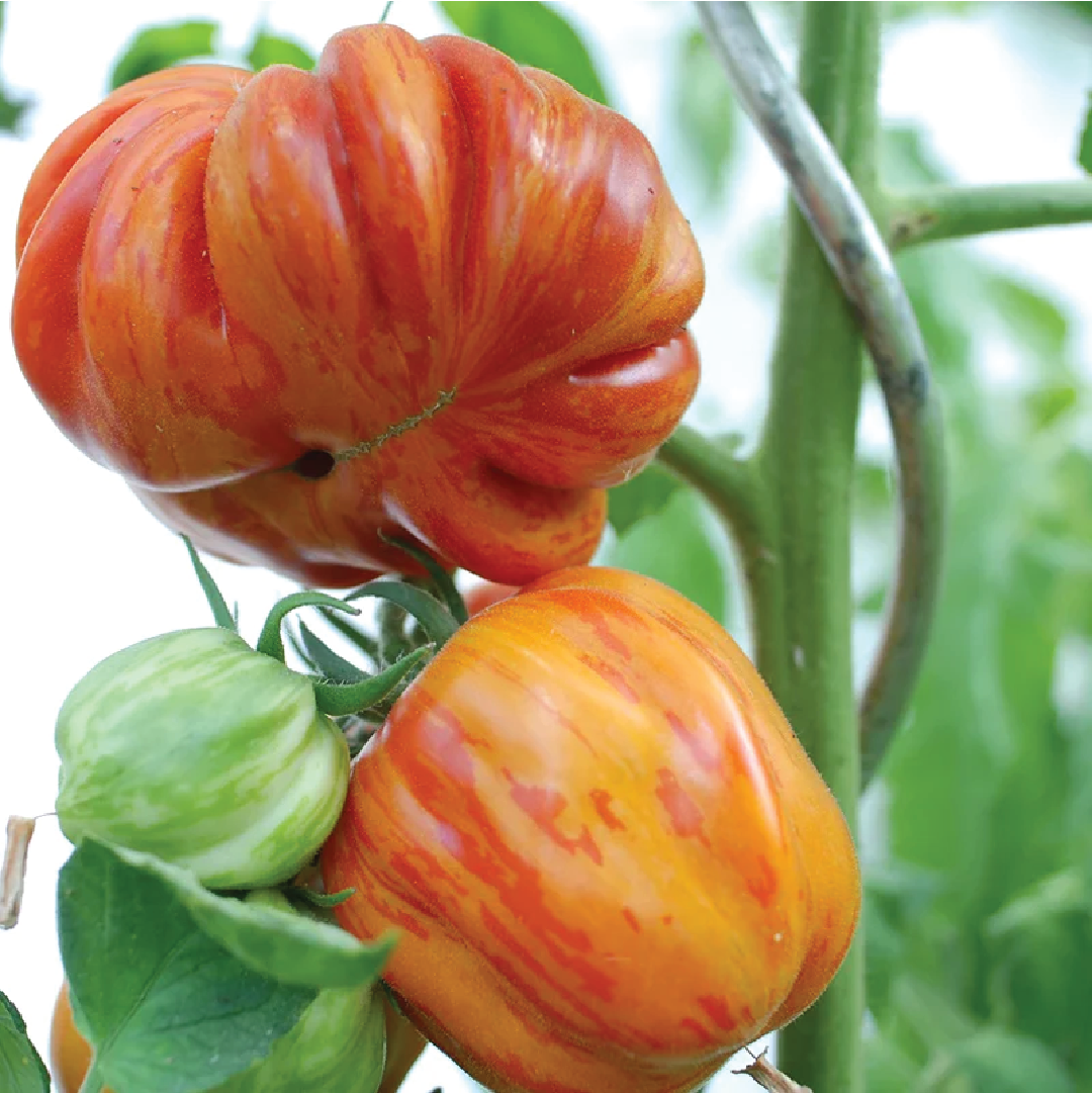 TOMATO OLD GERMAN SEEDS <br> بذور الطماطم الألمانية القديمة