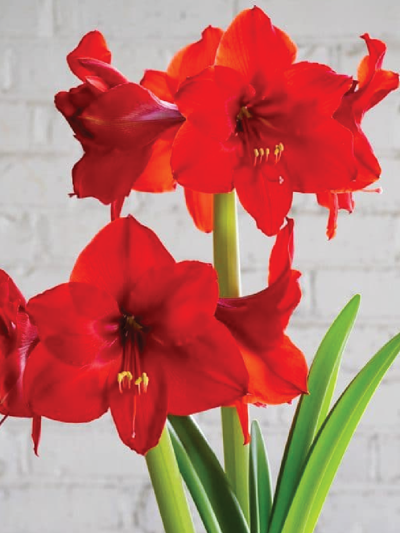 AMARYLLIS RED RIVAL BULBS <br> أبصال أمارلس الحمراء المتنافسة