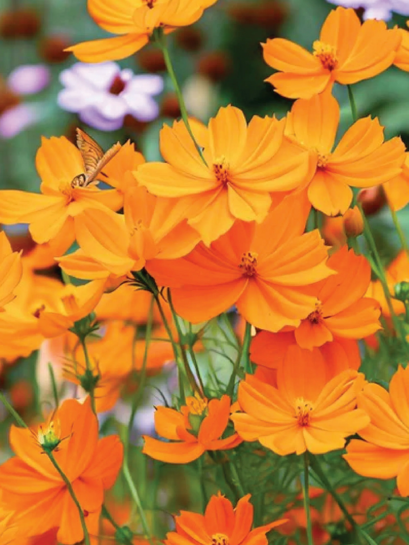 SULFUR COSMOS SEEDLING <br>  شتلات زهور كوزموس سولفير