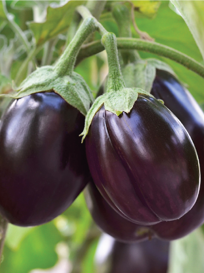 EGGPLANT SEEDS <br> بذور الباذنجان