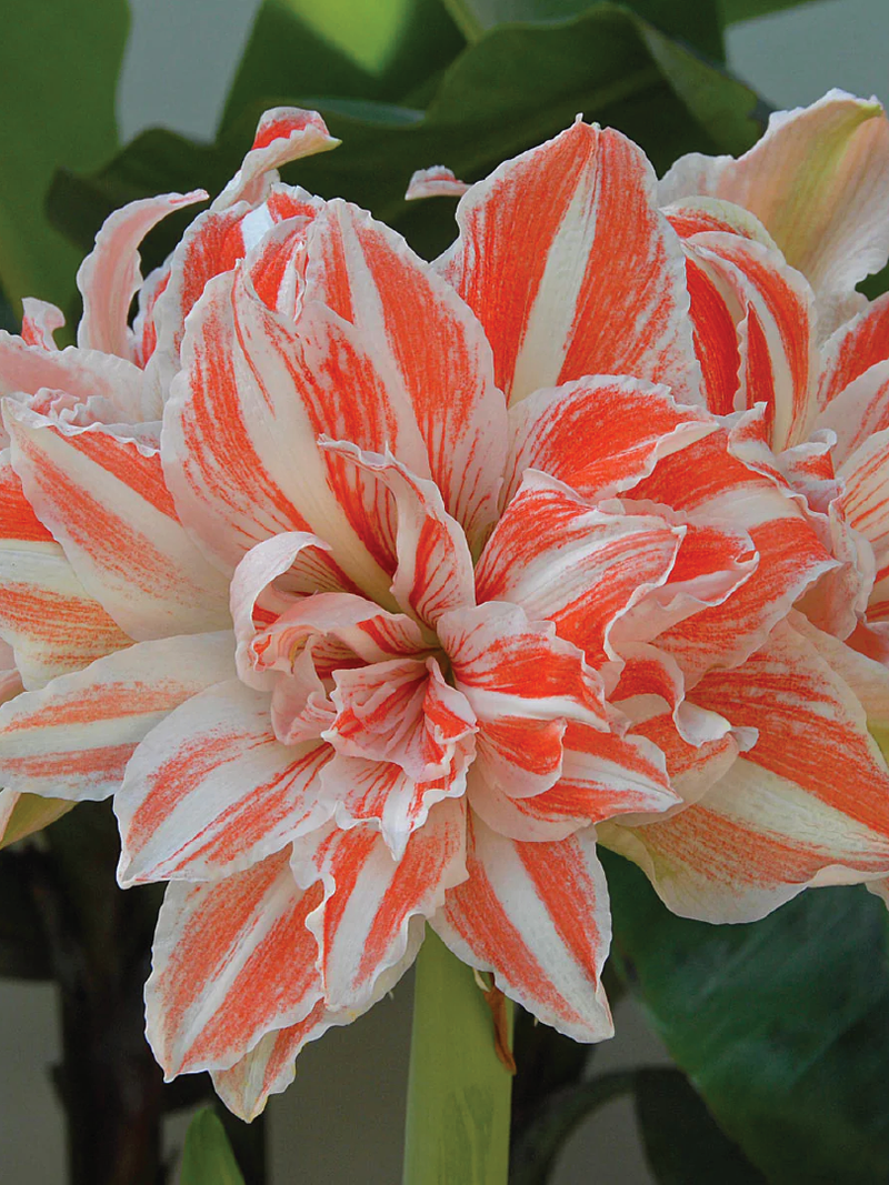 AMARYLLIS DANCING QUEEN BULBS <br> أبصال أمارلس ملكة الرقص
