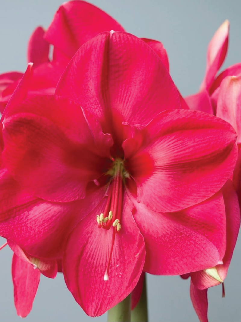 AMARYLLIS LAGOON BULBS <br> أبصال أمارلس لاجون