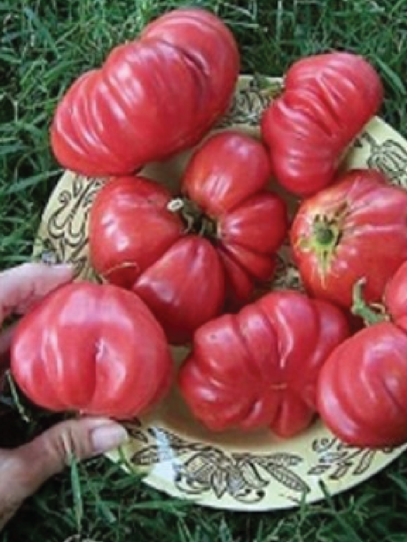 TOMATO GIANT BELGIUM PINK SEEDS <br> بذور الطماطم البلجيكية العملاقة الوردية