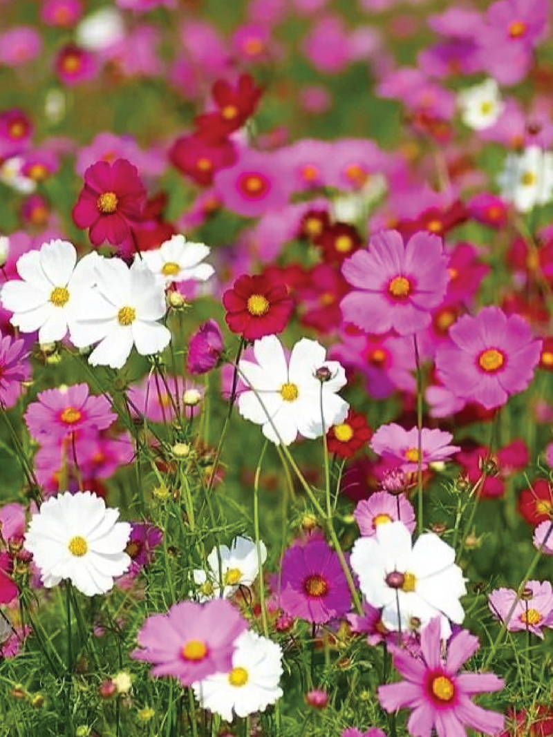 COSMOS MIX SEEDS <br> بذور زهور الكوزموس مكس