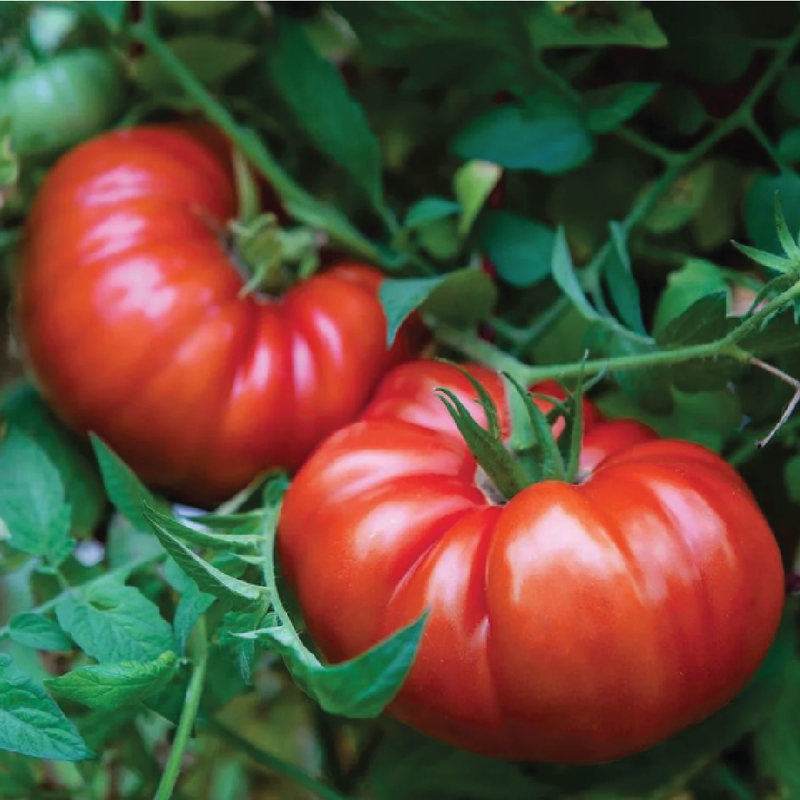 BEEFSTEAK TOMATO SEEDS