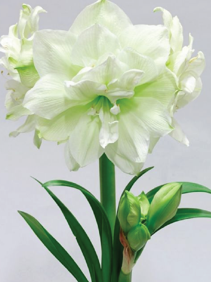 WHITE AMARYLLIS BULBS <br>أبصال الأمارلس البيضاء