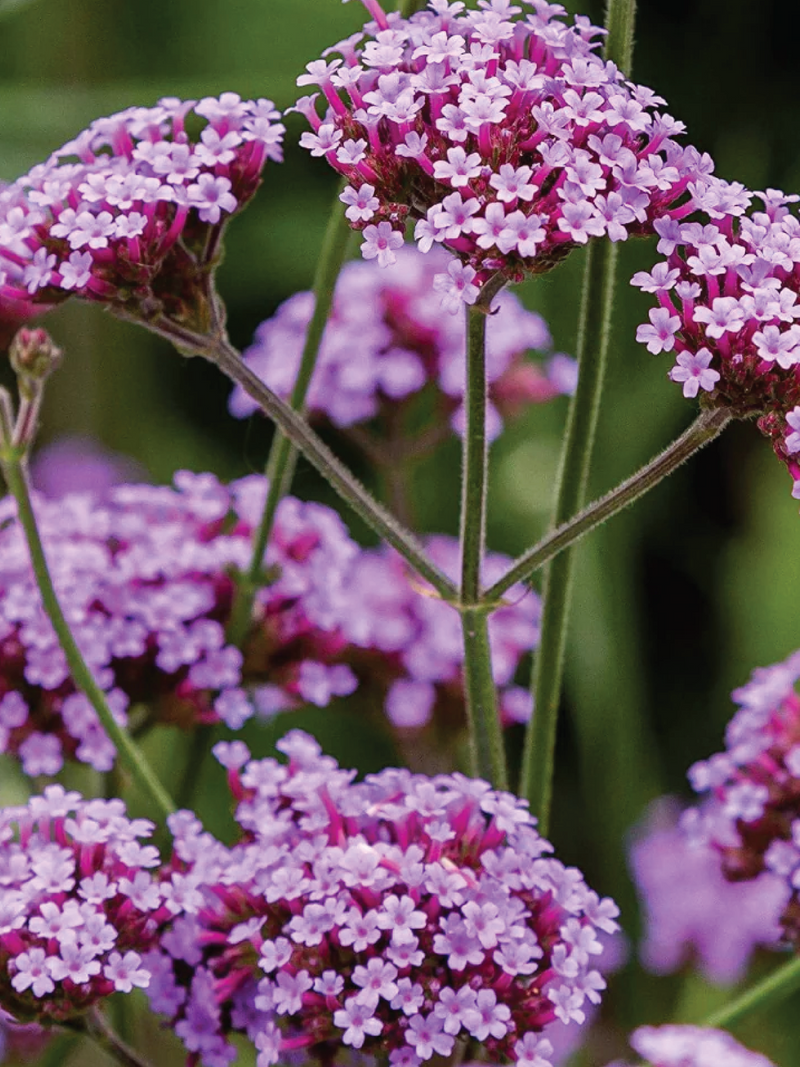 VERBENA SEEDS <br> بذور زهور الفيربينا