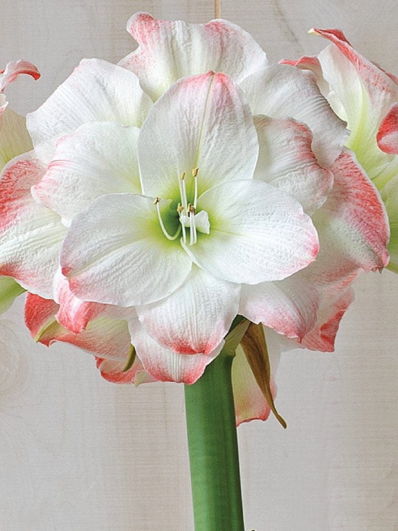 AMADEUS AMARYLLIS BULBS<br>أبصال أمارلس أماديوس