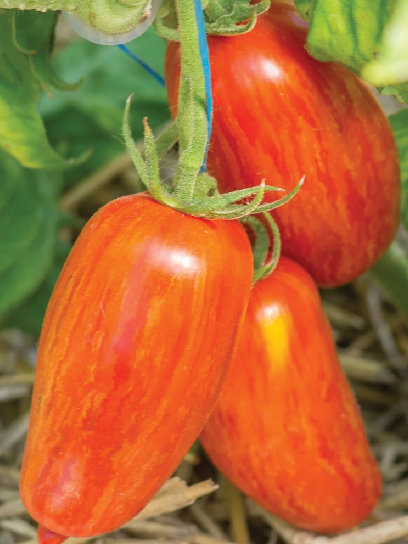 ORGANIC TOMATO SPECKLED ROMAN SEEDS <br> بذور الطماطم الرومانية المرقطة العضوية