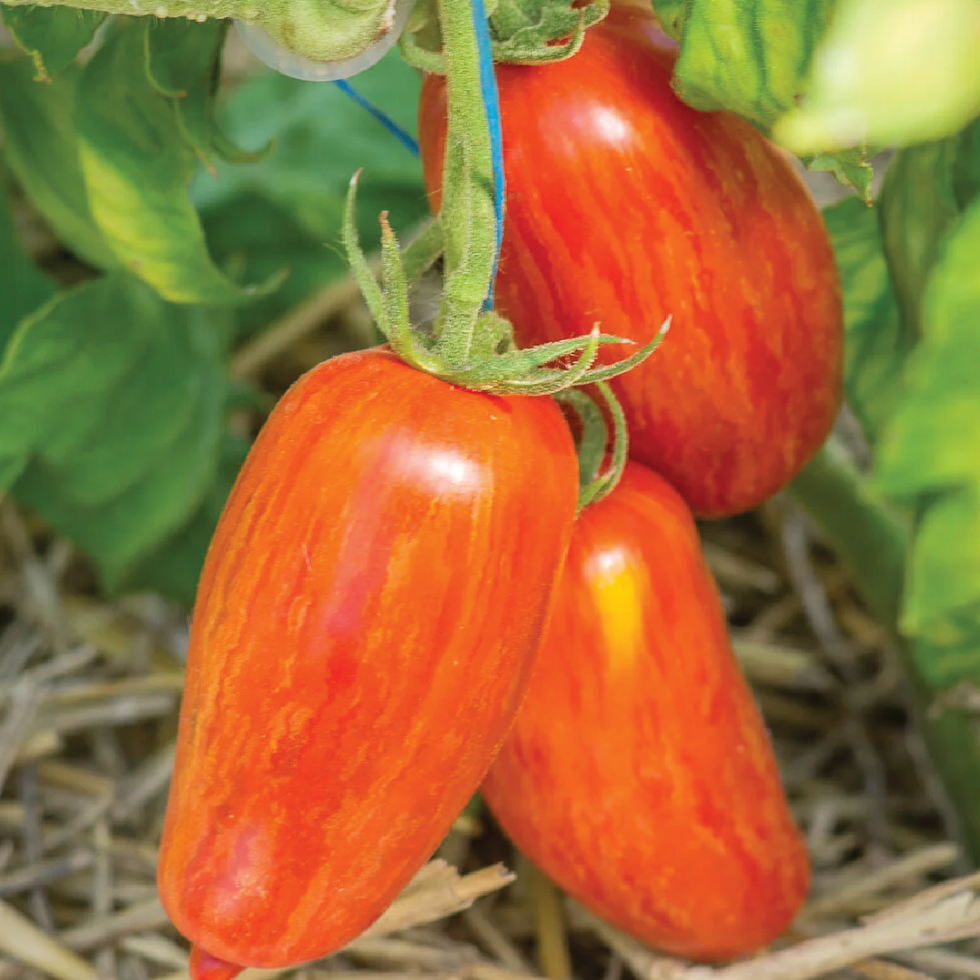 ORGANIC TOMATO SPECKLED ROMAN SEEDS <br> بذور الطماطم الرومانية المرقطة العضوية