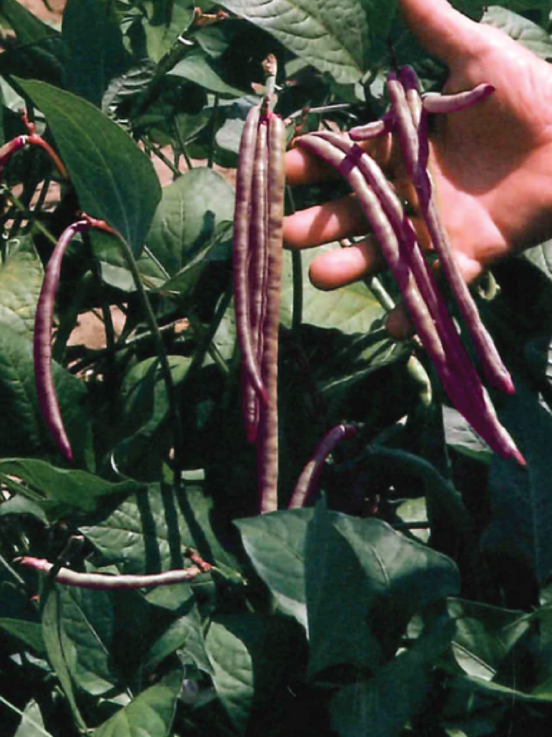 PINKEYE COWPEA SEEDS <br> بذور فاصوليا بينك آي