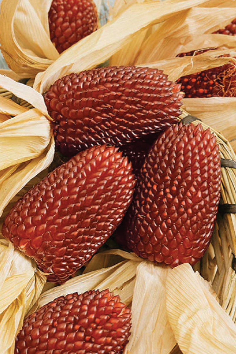 RED STRAWBERRY POPCORN SEEDS