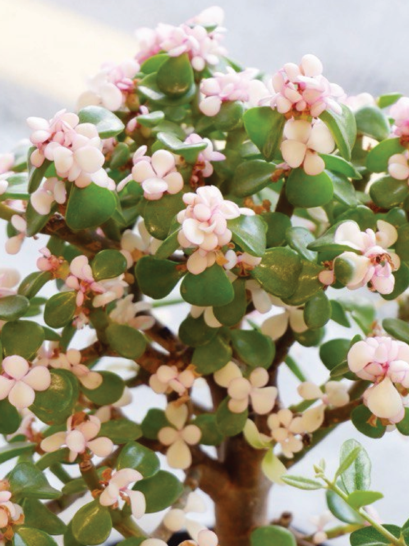 DWARF JADE AFRA PLANT