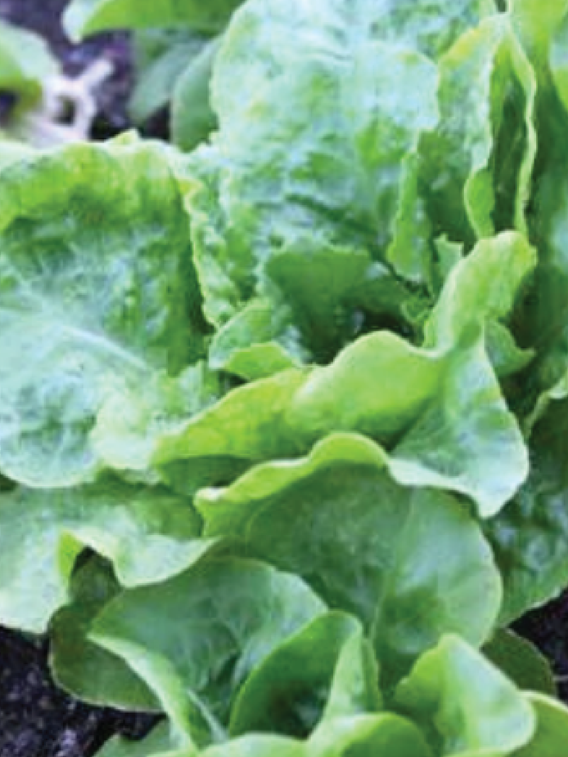بذور الخس المقرمش <br> BUTTERCRUNCH LETTUCE SEEDS