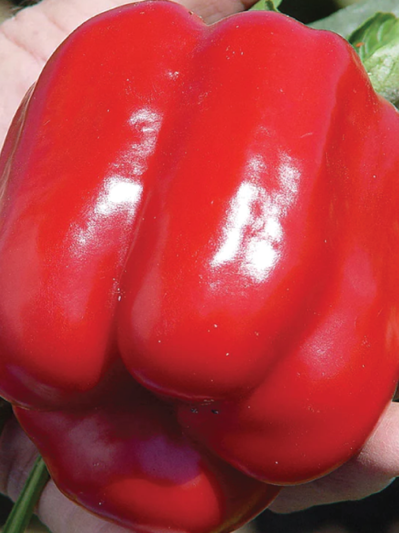 PEPPER SWEET BELL SEEDS <br> بذور الفلفل الحلو