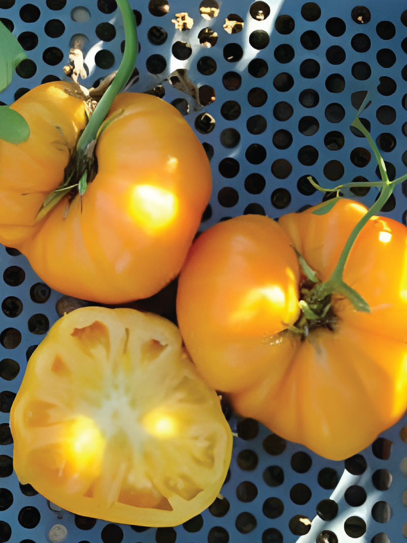 DR. WYCHE'S YELLOW TOMATO SEEDS <br> بذور طماطم د.ويتش الصفراء