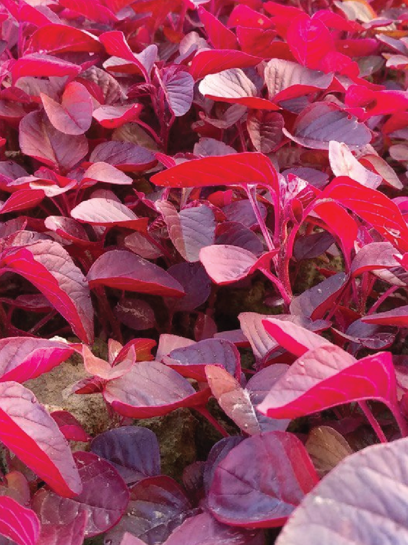 RED SPINACH SEEDS<br> بذور السبانخ الحمراء