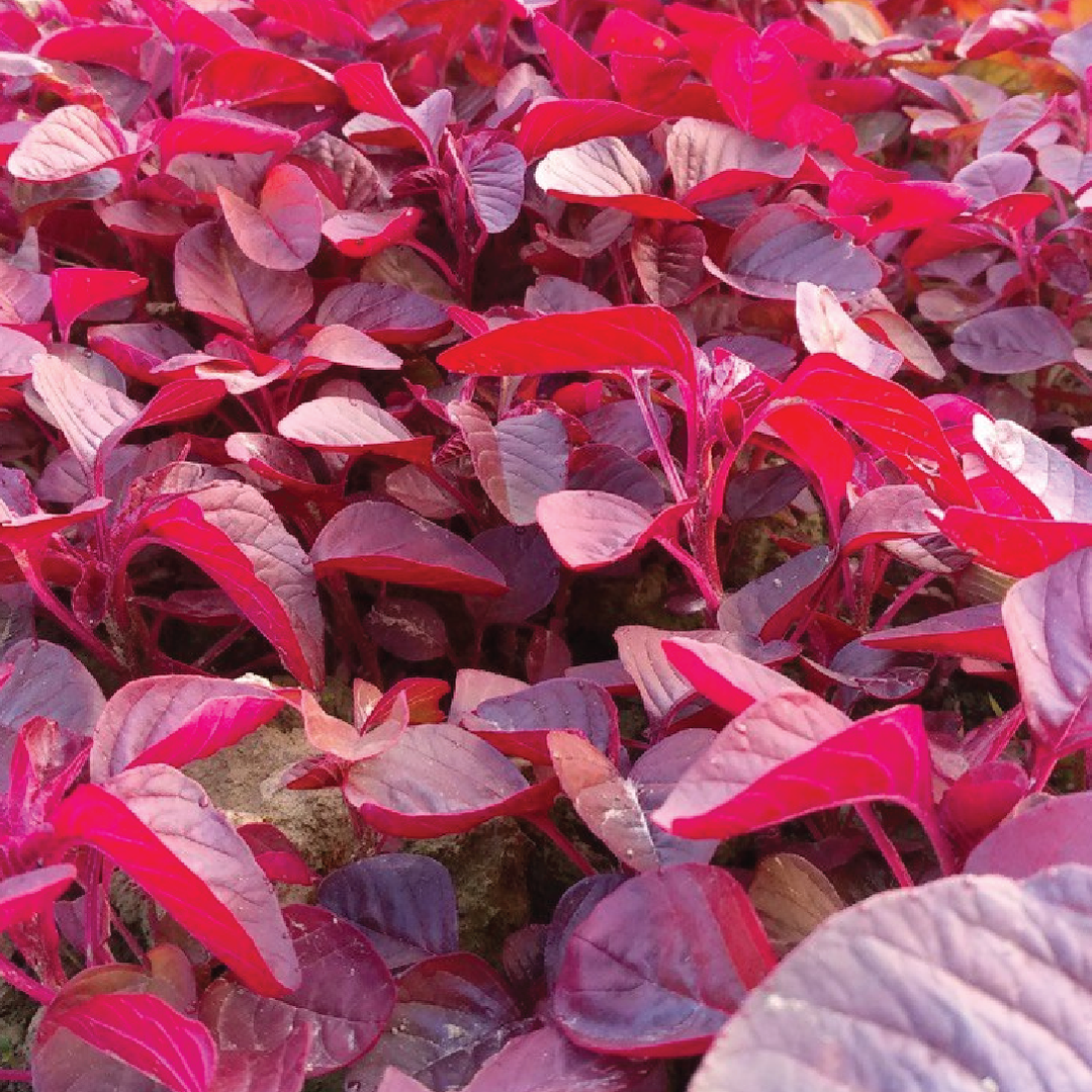 RED SPINACH SEEDS<br> بذور السبانخ الحمراء