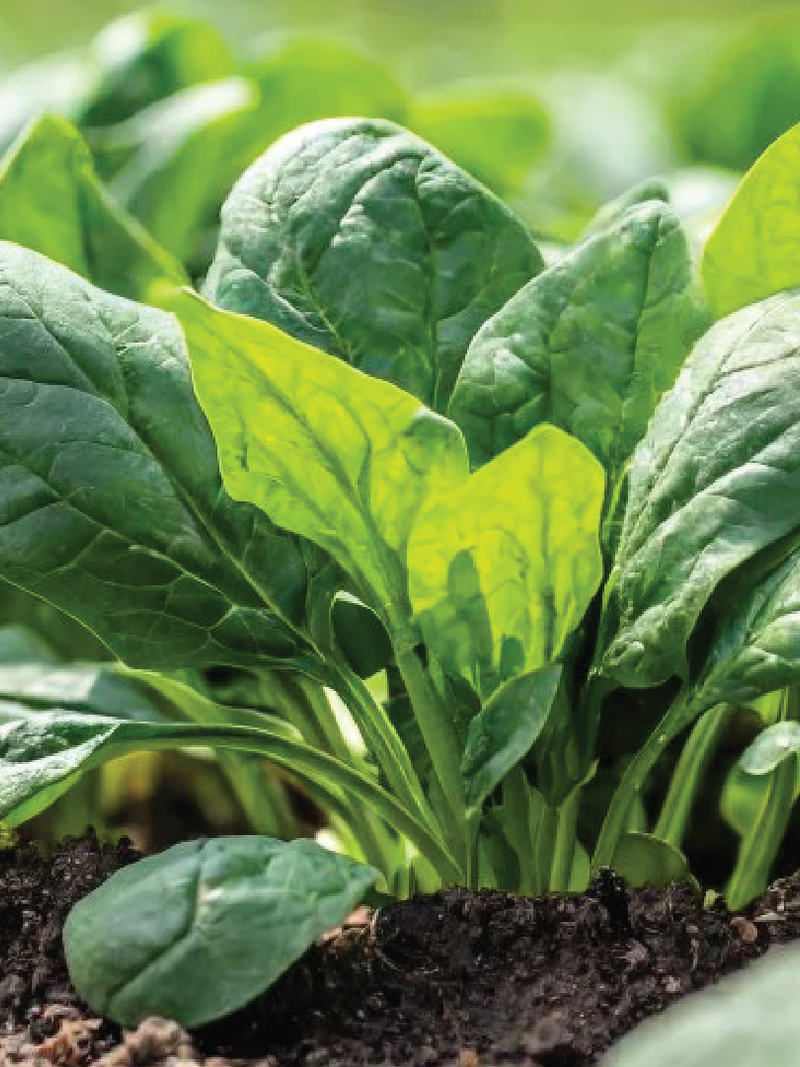 GREEN CHARD SEEDS<br>بذور السلق الأخضر