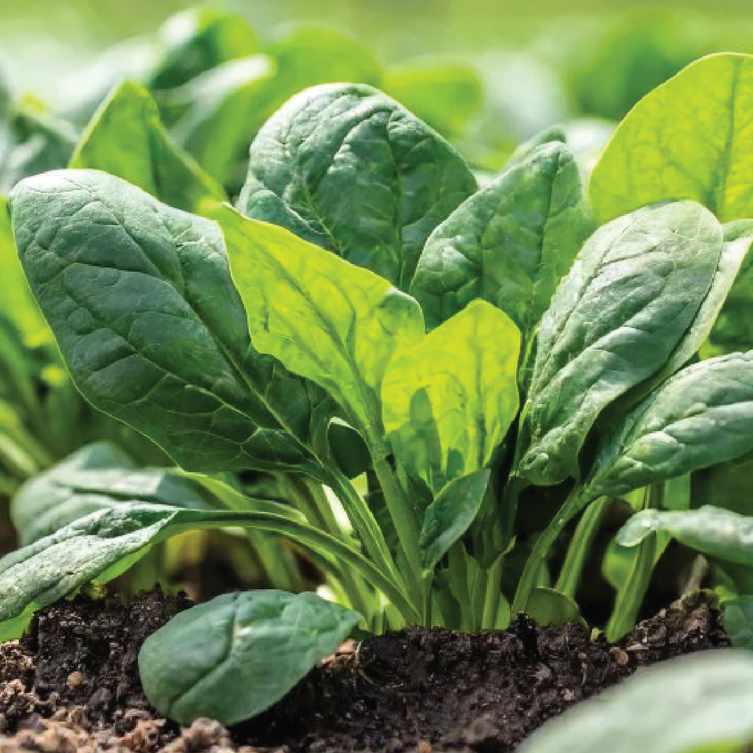 GREEN CHARD SEEDS<br> بذور سلق