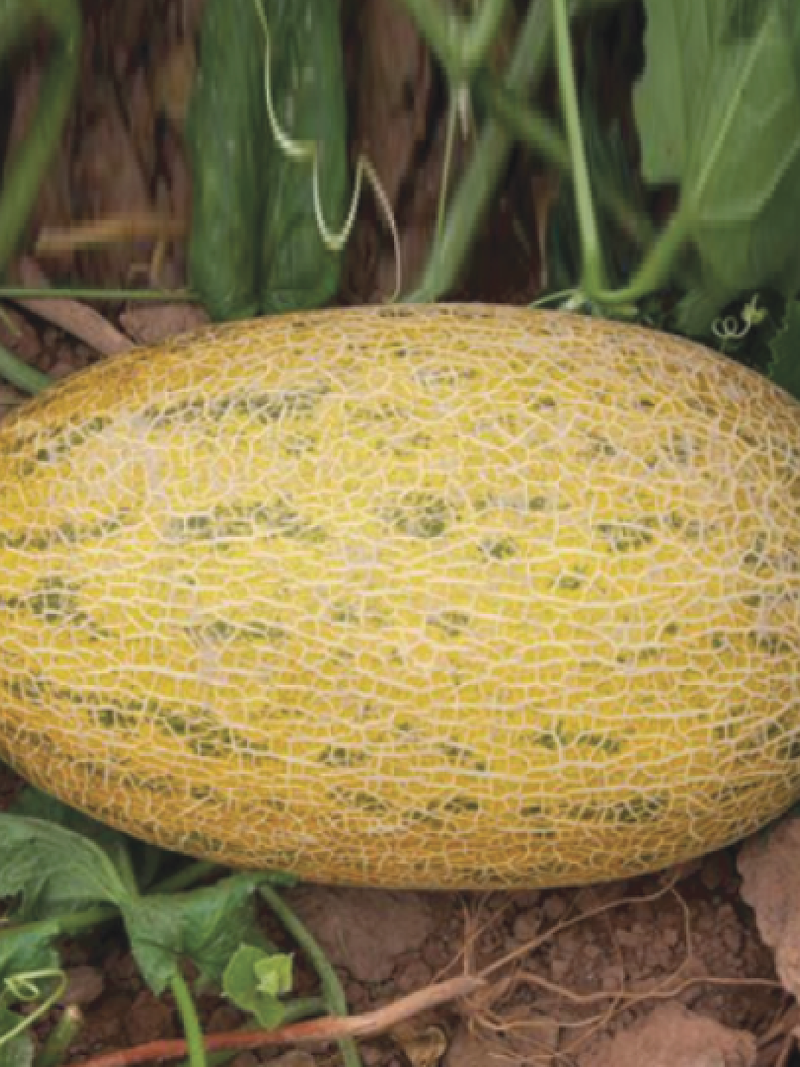 GULABI MELON SEEDS <Br> بذور الشمام الجلابي