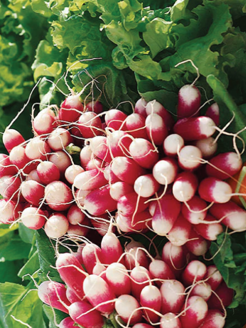 FRENCH BREAKFAST RADISH SEEDS <br> بذور الفجل الفرنسي
